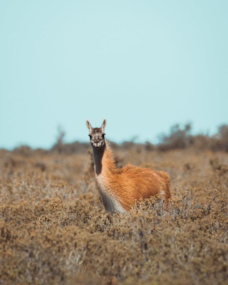 Los relevamientos aéreos son el método más adecuado para estimar guanacos en territorios extensos.