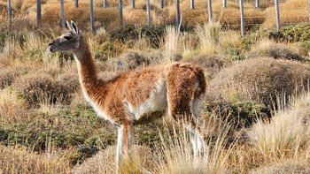 Cuál fue el destino de los últimos cinco animales rescatados en la provincia
