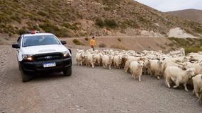 Trashumancia en Neuquen: qué hay que tener en cuenta