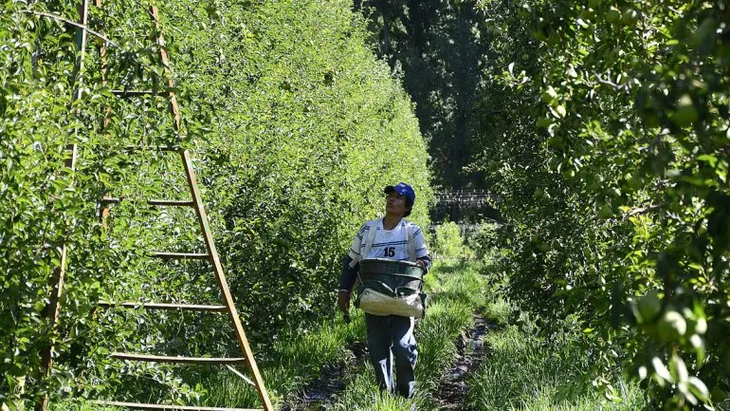 “La continuidad de la fruticultura en Neuquén está en juego”, alertan. “La continuidad de la fruticultura en Neuquén está en juego”, alertan.