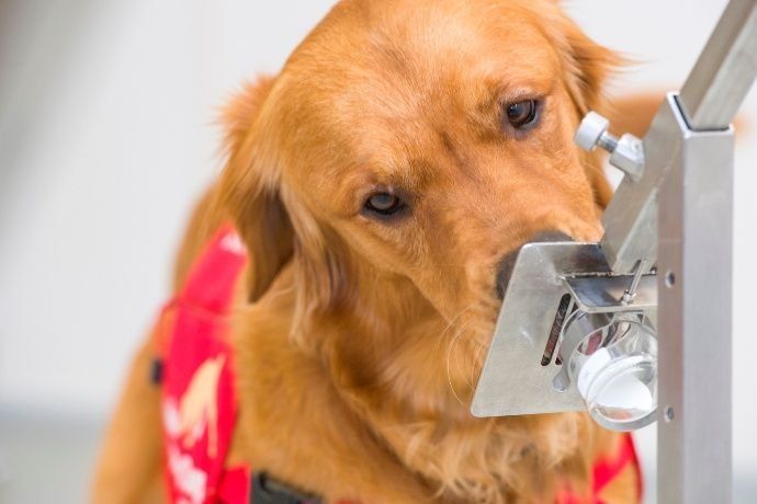 La UBA entrenará perros para detectar coronavirus