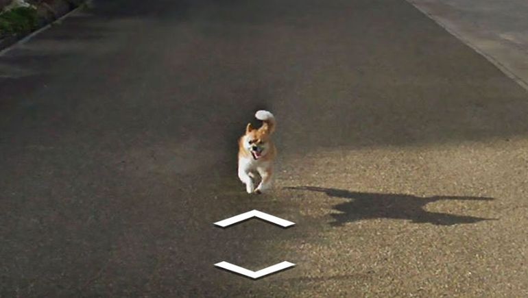 Así fue el intrépido viaje de un perro en Google Street View