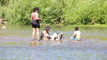 Las mascotas podrían disfrutar también del verano en los balnearios de Neuquén Las mascotas podrían disfrutar también del verano en los balnearios de Neuquén