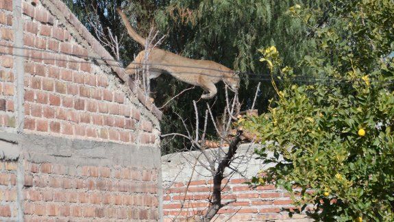 Así liberaron al puma que tuvo en vilo al Barrio Hipódromo