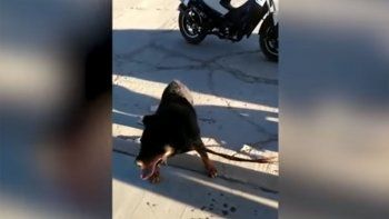 indignante: arrastro a su perro en una moto y lo frenaron los vecinos indignante: arrastro a su perro en una moto y lo frenaron los vecinos
