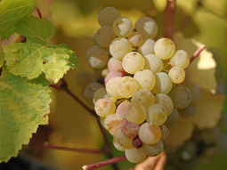 La riesling es una variedad de uva blanca originaria de la región del Rin, en Alemania. Foto: gentileza La riesling es una variedad de uva blanca originaria de la región del Rin, en Alemania. Foto: gentileza