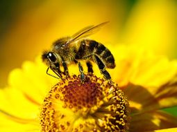 La Argentina es el 3º exportador mundial y el 4º productor de miel del planeta, La Argentina es el 3º exportador mundial y el 4º productor de miel del planeta,