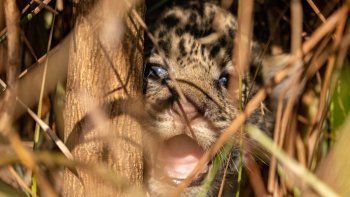 la tierna imagen de los cachorros de yaguarete que nacieron en esteros de ibera la tierna imagen de los cachorros de yaguarete que nacieron en esteros de ibera