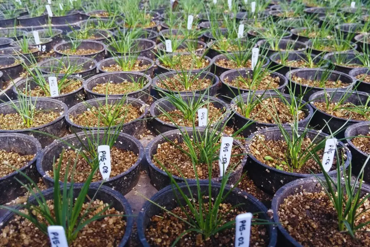 El cultivo es parte de la dieta de ovinos, bovinos y caprinos de la región.