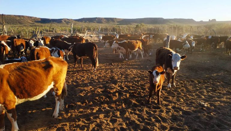 Los animales de la comunidad Rañileo Cárdenas vivien del agua, pero dependen de que les llegue el camión a los puesteros. Los animales de la comunidad Rañileo Cárdenas vivien del agua, pero dependen de que les llegue el camión a los puesteros.