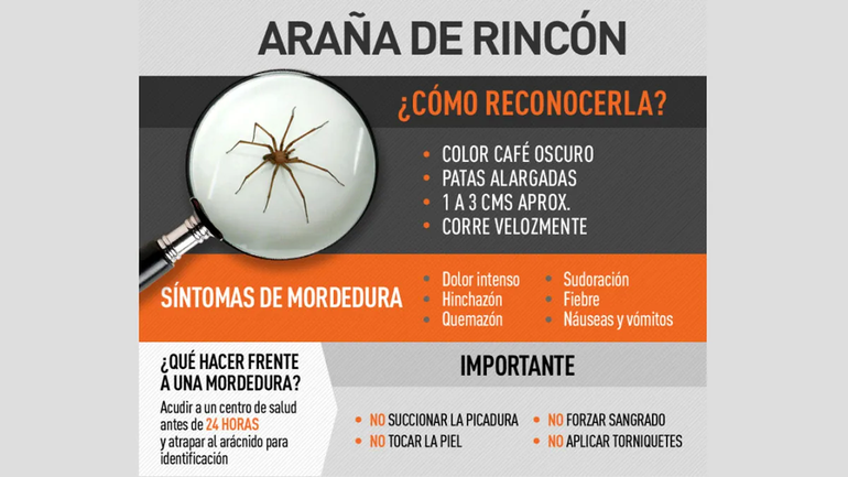 La peligrosa araña "hogareña" que habita en Neuquén: cómo identificar su picadura