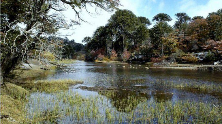 Los especialistas están recorriendo toda la zona para identificar pinos.