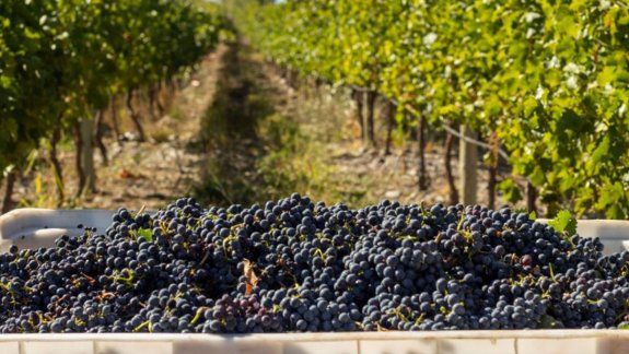 Mejora adicional de $540 millones para las exportaciones de vinos regionales