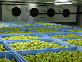 Los stocks almacenados en cámaras frigoríficas superan los niveles de 2025 y generan mayor oferta de fruta en el mercado europeo. Los stocks almacenados en cámaras frigoríficas superan los niveles de 2025 y generan mayor oferta de fruta en el mercado europeo.