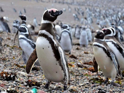 El proyecto de Patagonia Azul y el Conicet muestra la vida de pingüinos de Magallanes llegan cada año a Chubut desde Brasil. El proyecto de Patagonia Azul y el Conicet muestra la vida de pingüinos de Magallanes llegan cada año a Chubut desde Brasil.