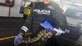 Sorpresa en un shopping de Ecuador: rescatan una boa escondida en la rueda de un automóvil Sorpresa en un shopping de Ecuador: rescatan una boa escondida en la rueda de un automóvil