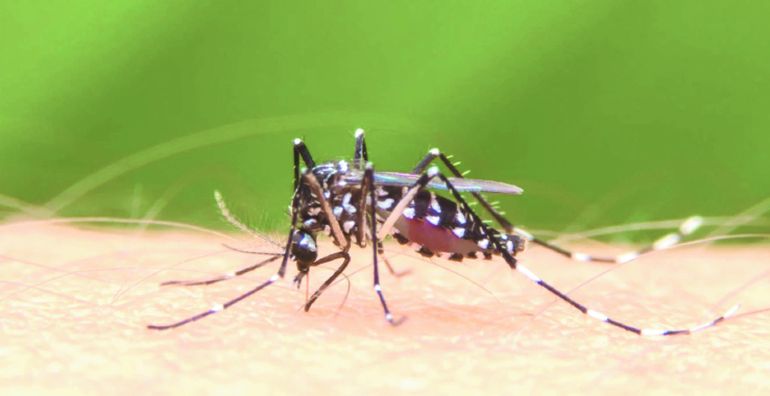 Aumentas casos de dengue