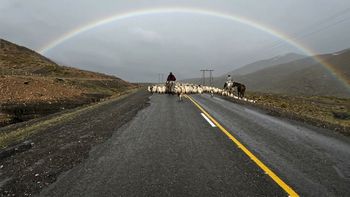 Arreo sobre la Ruta Provincial 43, en el sector El Cudío, entre Andacollo y Chos Malal. Foto IG @lizzmarilina | LM Neuquen Arreo sobre la Ruta Provincial 43, en el sector El Cudío, entre Andacollo y Chos Malal. Foto IG @lizzmarilina