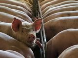 La concentración en la actividad porcina, ¿un proceso natural del mercado?