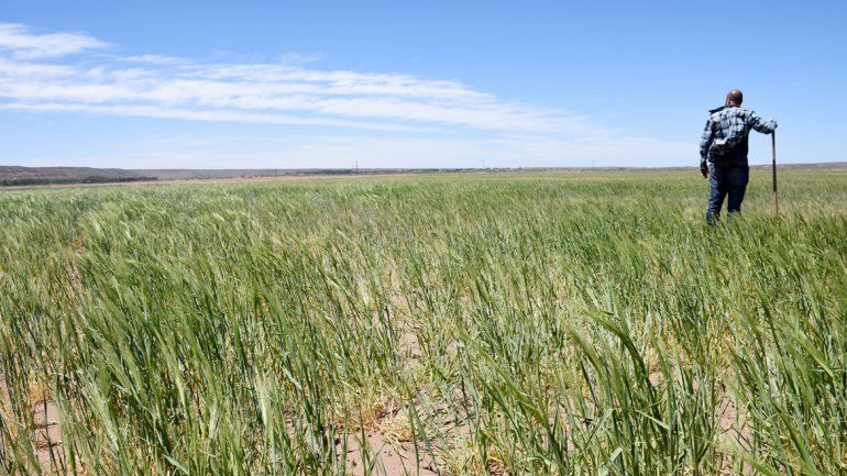 El riego se lleva mediante un canal que demandó 5 millones de pesos.&nbsp;