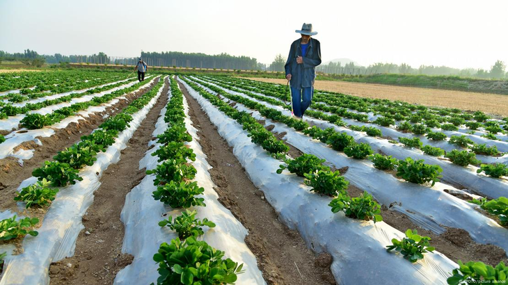 China, uno de los países más cerca de la soberanía alimentaria. China, uno de los países más cerca de la soberanía alimentaria. 