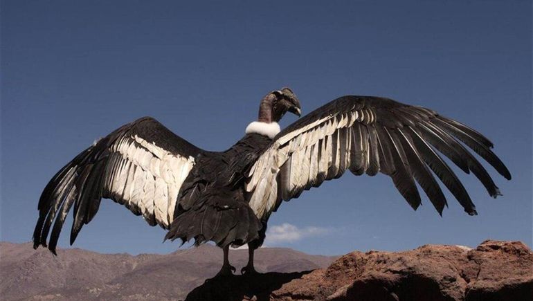 Liberarán en Santa Cruz al cóndor Walaq.