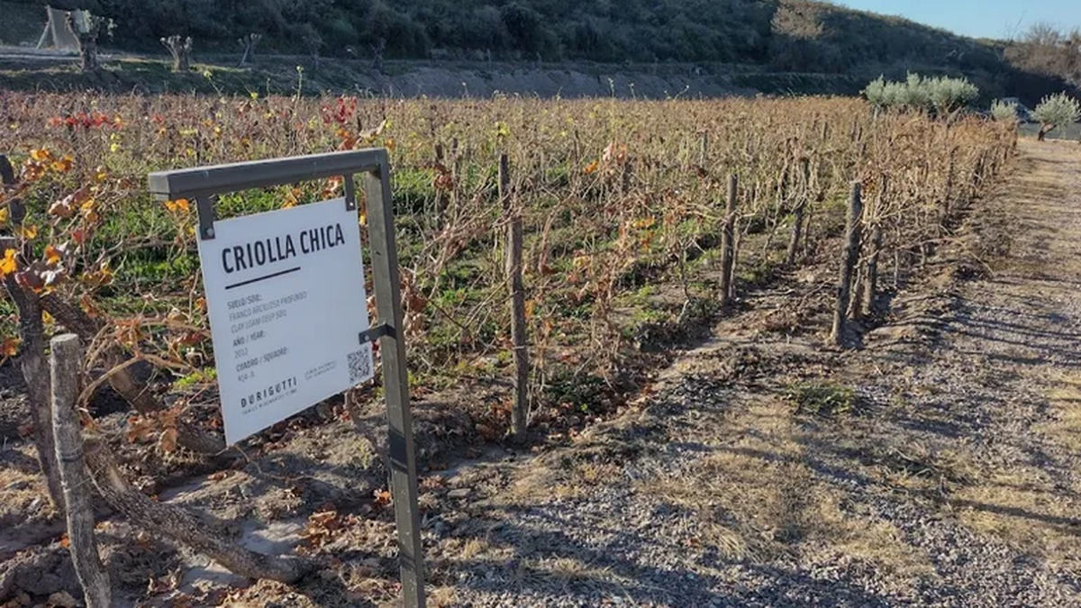 15 uvas criollas para descubrir el tinto perfecto para el verano