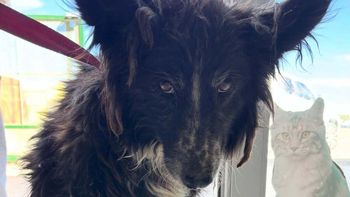 Rescataron a una perra y sancionaron a su dueña en Las Heras, Santa Cruz. Rescataron a una perra y sancionaron a su dueña en Las Heras, Santa Cruz.