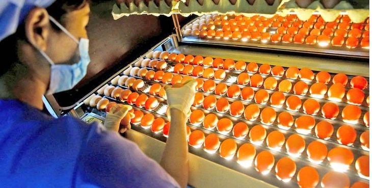 La incorporación de tecnología de última generación ayudó a acelerar el rendimiento de la incubadora, paso clave en el proceso de industrialización. La incorporación de tecnología de última generación ayudó a acelerar el rendimiento de la incubadora, paso clave en el proceso de industrialización.