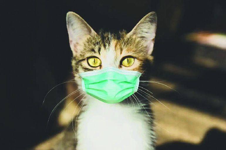 El caso del gato fue el primero registrado desde marzo de 2020. El caso del gato fue el primero registrado desde marzo de 2020.