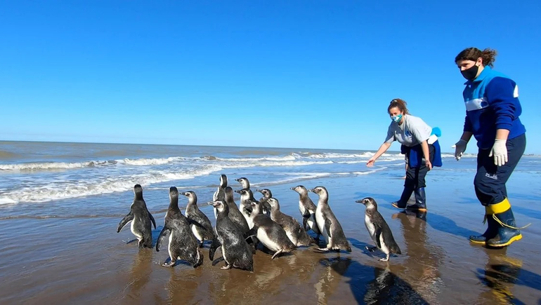 San Clemente del Tuyú: devuelven al mar a 12 pingüinos magallánicos