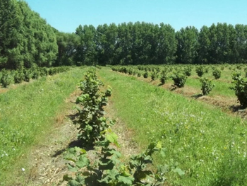 El Valle, tierra fértil para un superalimento.