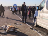 El guanaco atropellado salió despedido y quedó en medio de la calzada luego de pegar de lleno contra la ventanilla de la combi turística.