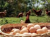 Consumir este tipo de huevos, no solo aporta en una alimentación saludable, sino que también promueve el desarrollo local y el arraigo rural. 