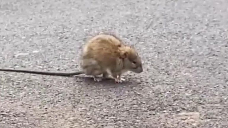 TikTok: confundió una rata con una ardilla y su reacción se hizo viral