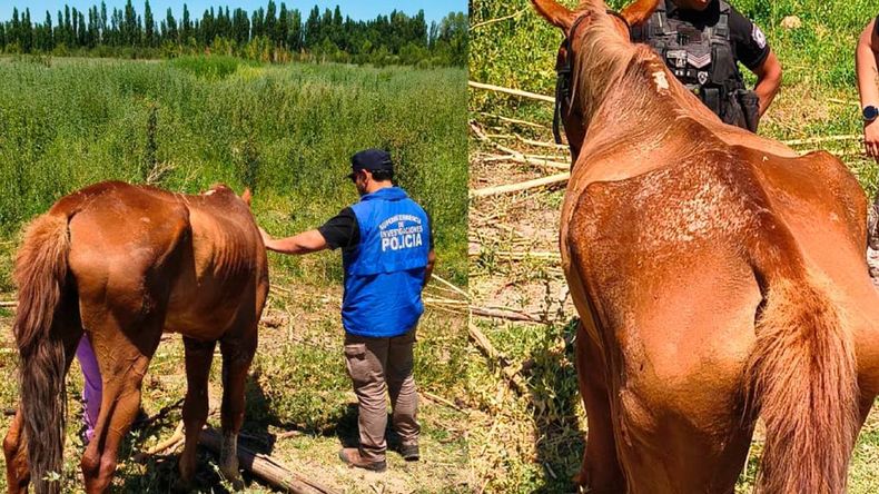 El caballo y la yegua fueron secuestrados en condiciones de abandono. | LM Neuquen El caballo y la yegua fueron secuestrados en condiciones de abandono.