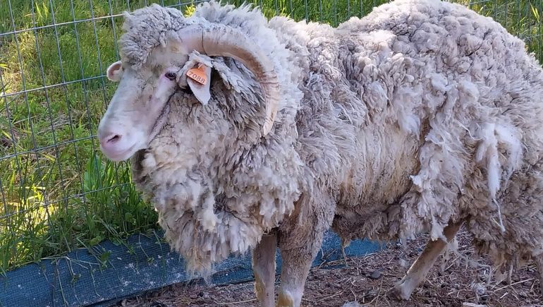 Sarna ovina en Chubut. (Foto ilustrativa: SENASA).