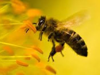 Las abejas, claves para el desarrollo de ciertas producciones agrícolas.