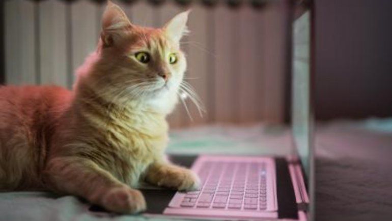 TikTok: gatita disfruta cómodamente una película animada desde una laptop. | Foto referenci