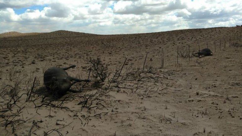 Calculan que recién en 5 años se recuperarán de los incendios en La Pampa