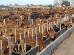 el feedlot ante una ecuacion economica que vuelve a cerrar el feedlot ante una ecuacion economica que vuelve a cerrar