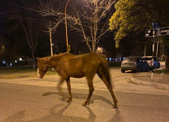 Caballos sueltos en barrios de Cipolletti, sorpresa y riesgo