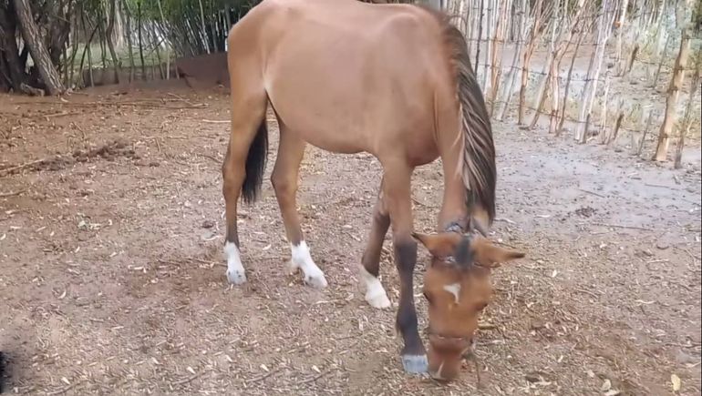 Encontraron un caballo con un bozal incrustado y necesitan ayuda para curarlo