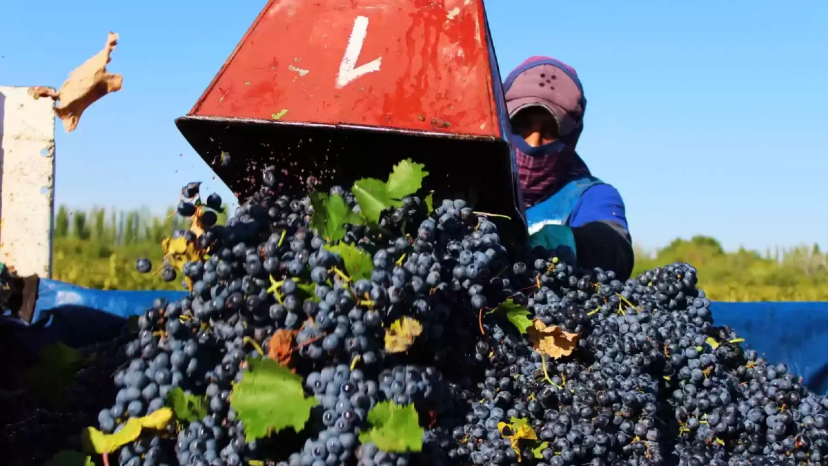 Trabajadores vitivinícolas lograron subas de salarios del 110% thumbnail