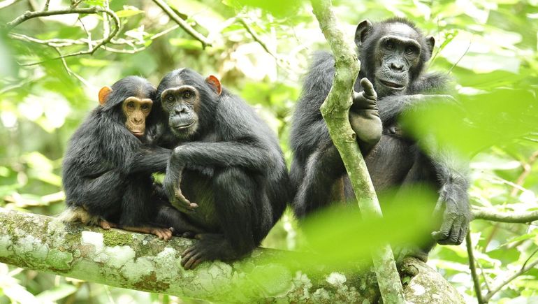 Los chimpancés hablan como humanos. Los chimpancés hablan como humanos.