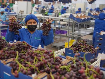 Perú lidera las exportaciones de uva de mesa del hemisferio sur.