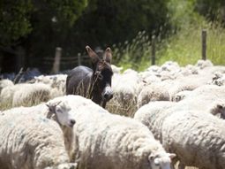 Es una herramienta más para cuando no se llega a conseguir los perros protectores, afirman desde Zapala. Es una herramienta más para cuando no se llega a conseguir los perros protectores, afirman desde Zapala.