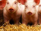 La crisis del sector porcino, espra al gobierno que viene después del 10 de diciembre.