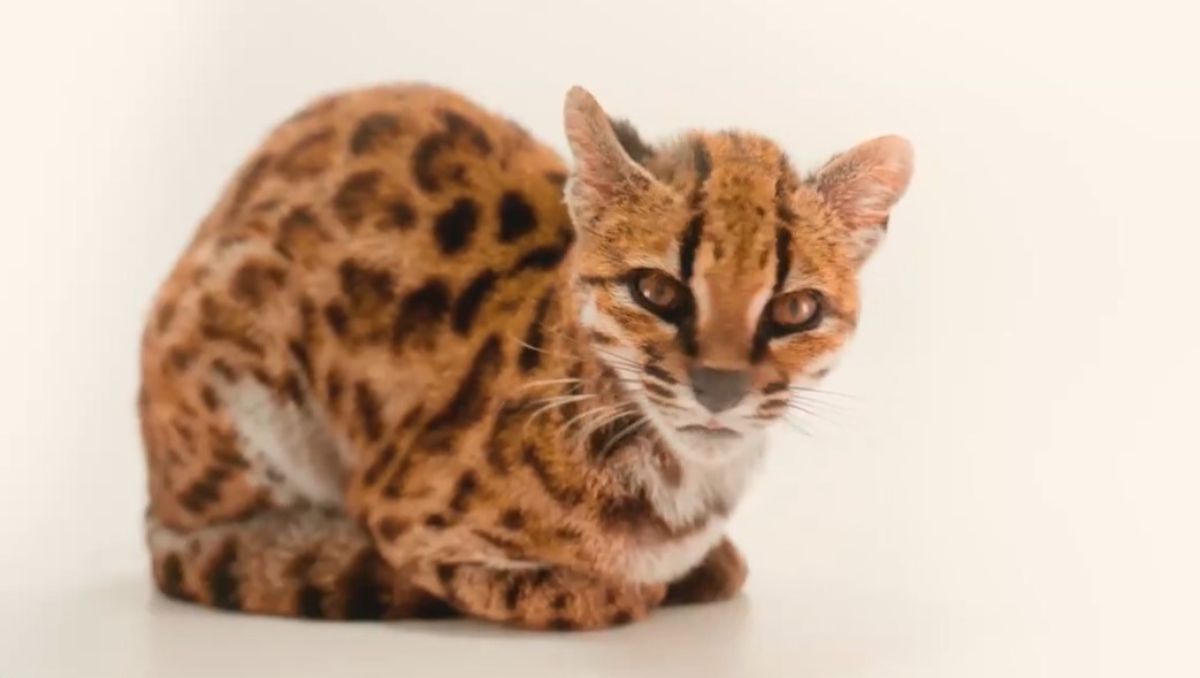 El ejemplar de la nueva especie de felino fue criado durante un año como un gato doméstico en una vivienda particular.