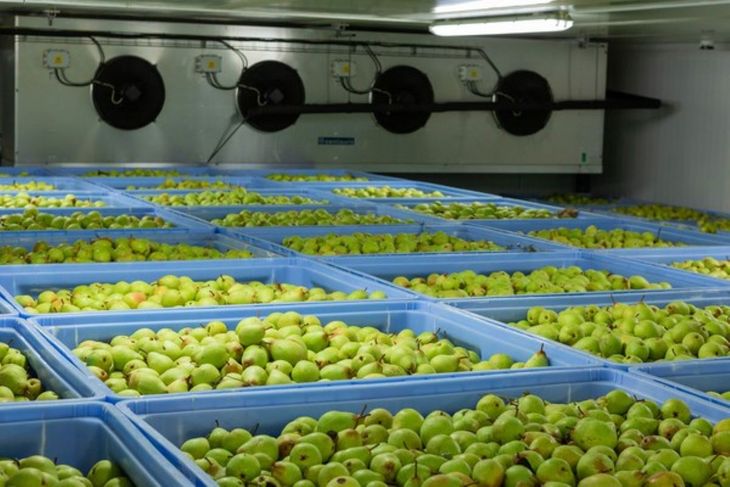 La caída de stocks en frío y la ausencia de estadísticas confiables explican por qué el optimismo inicial no se tradujo en más exportaciones. La caída de stocks en frío y la ausencia de estadísticas confiables explican por qué el optimismo inicial no se tradujo en más exportaciones.